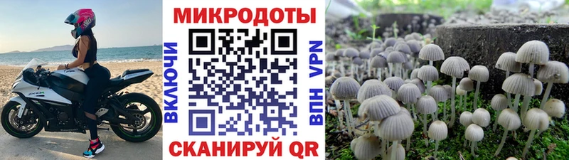 Купить где  Голицыно  Галлюциногенные грибы Cubensis 